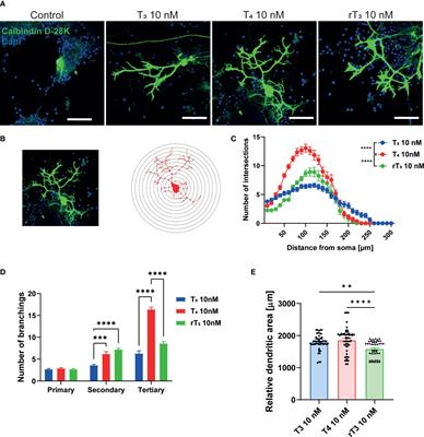 Involvement of integrin αvβ3 in thyroid hormone-induced dendritogenesis